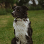Anti Tick Dog Necklace - Birdie Barn