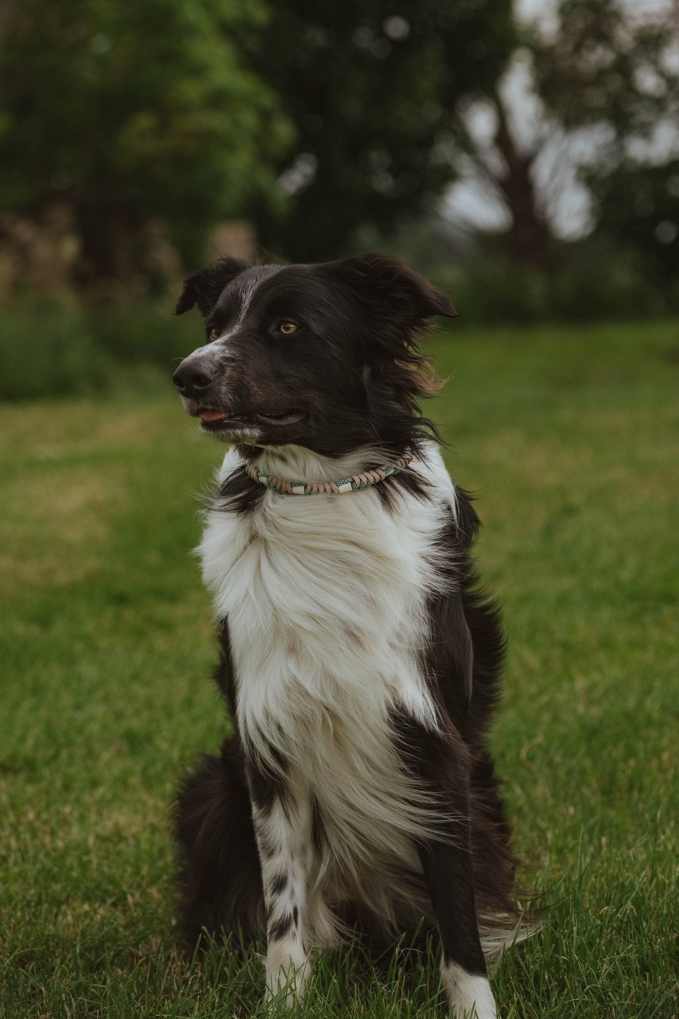 Anti Tick Dog Necklace - Birdie Barn