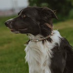 Anti Tick Dog Necklace - Birdie Barn