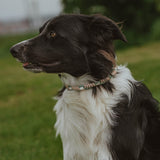 Anti Tick Dog Necklace - Birdie Barn