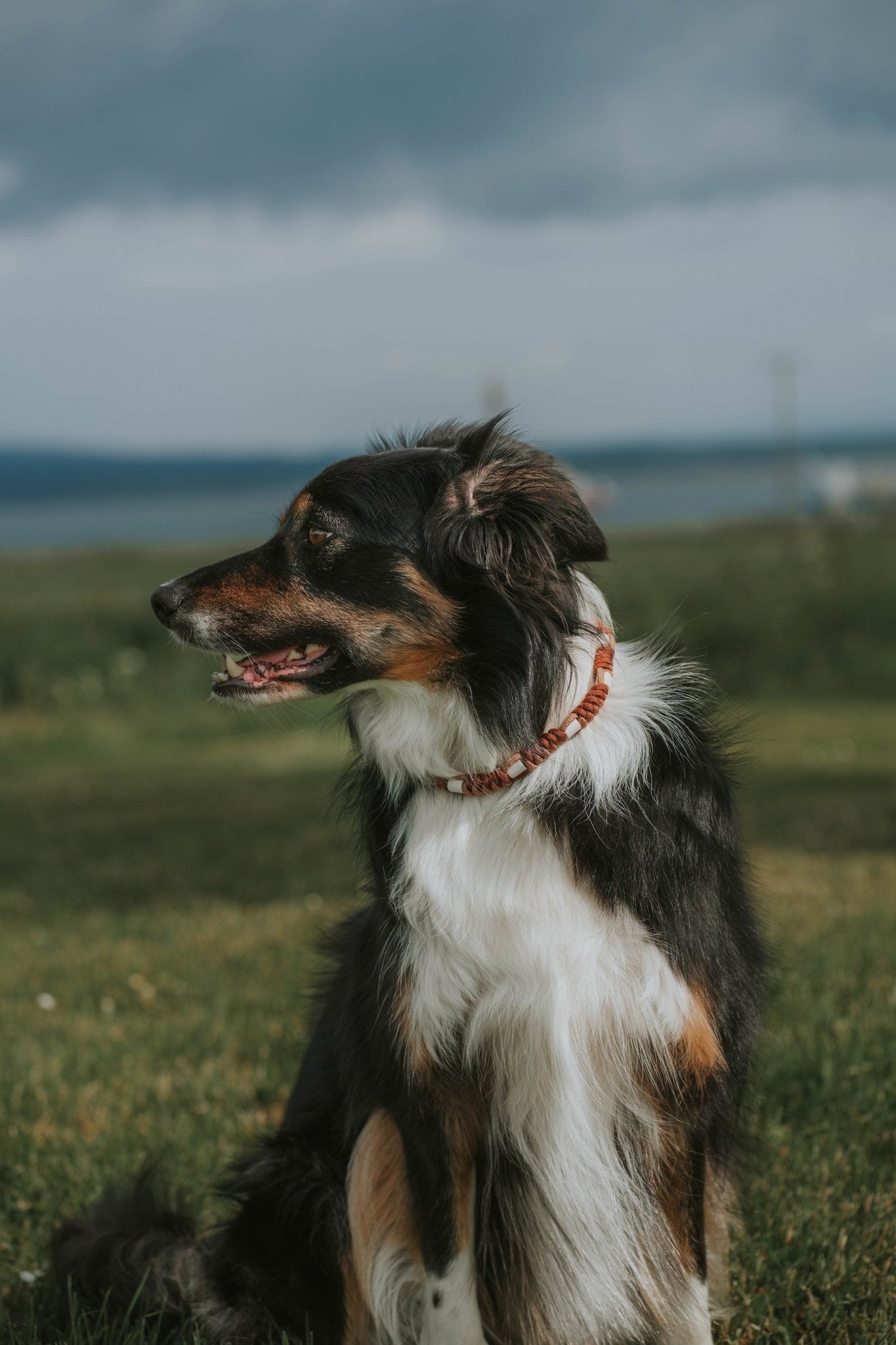 Anti Tick Dog Necklace - Birdie Barn
