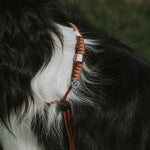 Anti Tick Dog Necklace - Birdie Barn