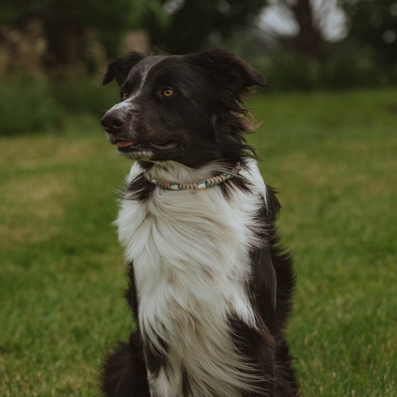 Anti Tick Dog Necklace - Birdie Barn